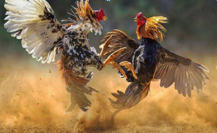 Vin777 Cockfighting – The Biggest Redemption Gaming Playground 2024 Screenshot 3 1